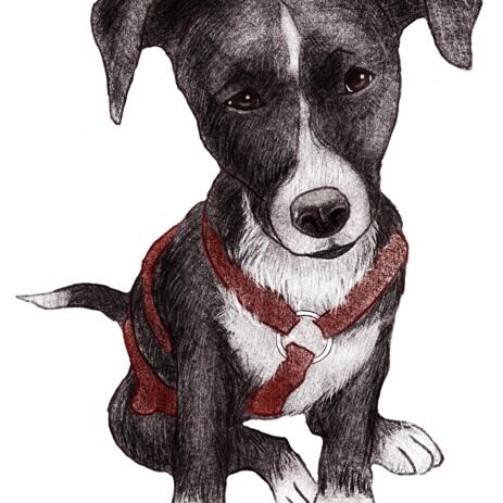Custom Dog Colored Portrait from Photos in Colored Style - example
