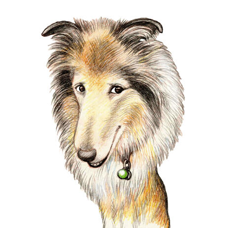 Collie Dog Caricature Cartoon in Colored Pencil Style from Photos - example