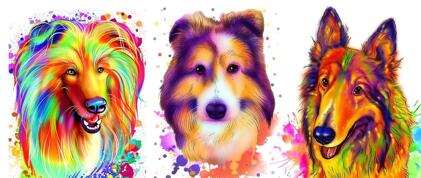 Collie Caricature
