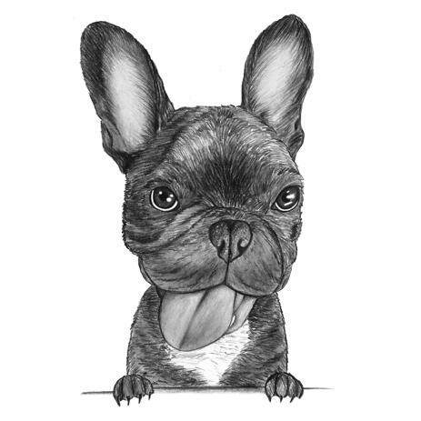 Hand Drawn French Bulldog Caricature Portrait Art in Black and White Pencil Style - example